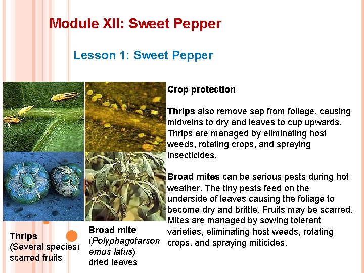 Module XII: Sweet Pepper Lesson 1: Sweet Pepper Crop protection Thrips also remove sap