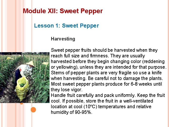 Module XII: Sweet Pepper Lesson 1: Sweet Pepper Harvesting Sweet pepper fruits should be