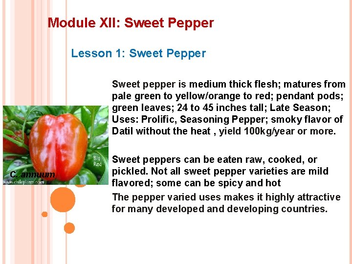 Module XII: Sweet Pepper Lesson 1: Sweet Pepper Sweet pepper is medium thick flesh;