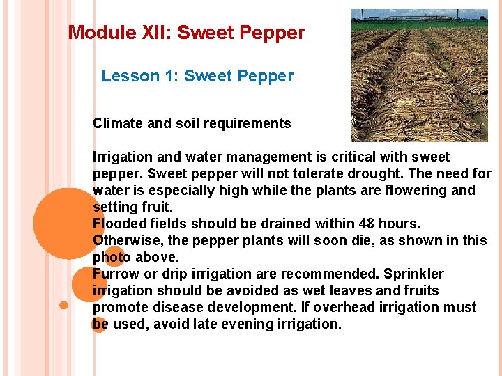 Module XII: Sweet Pepper Lesson 1: Sweet Pepper Climate and soil requirements Irrigation and
