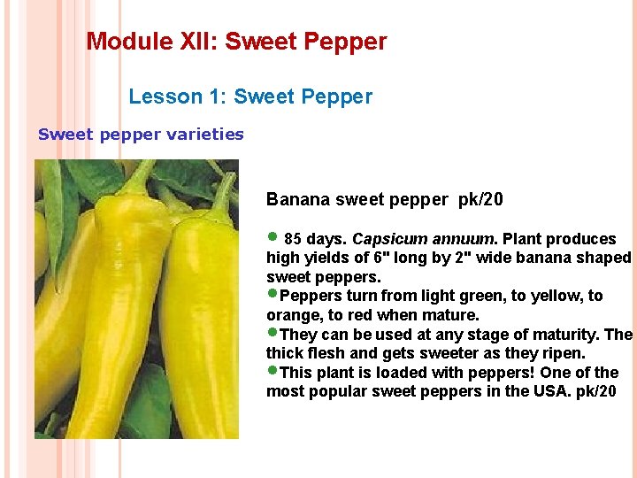 Module XII: Sweet Pepper Lesson 1: Sweet Pepper Sweet pepper varieties Banana sweet pepper