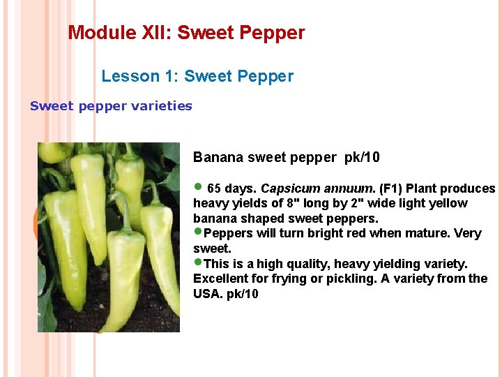 Module XII: Sweet Pepper Lesson 1: Sweet Pepper Sweet pepper varieties Banana sweet pepper