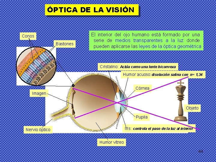 ÓPTICA DE LA VISIÓN Conos Bastones El interior del ojo humano está formado por