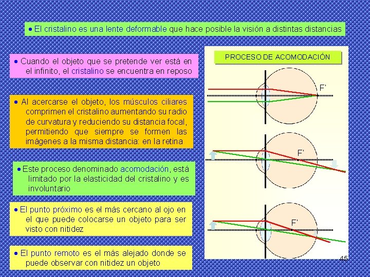  El cristalino es una lente deformable que hace posible la visión a distintas