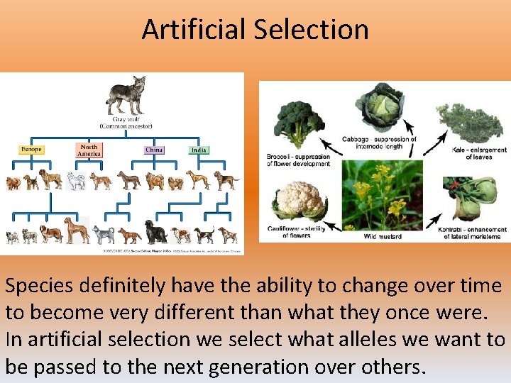 Artificial Selection Species definitely have the ability to change over time to become very