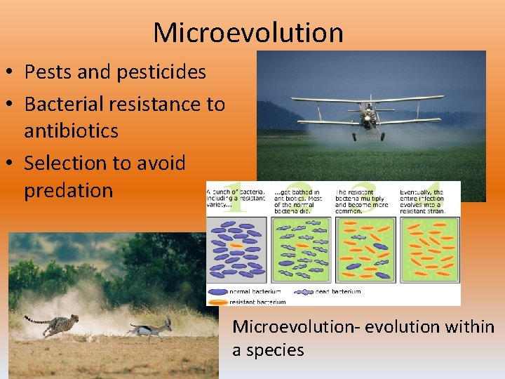 Microevolution • Pests and pesticides • Bacterial resistance to antibiotics • Selection to avoid