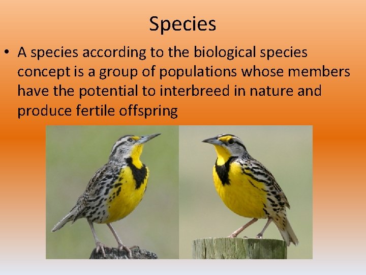 Species • A species according to the biological species concept is a group of