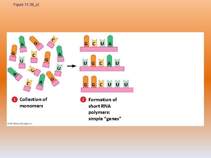 Figure 15. 3 B_s 2 C G A G C G U A C