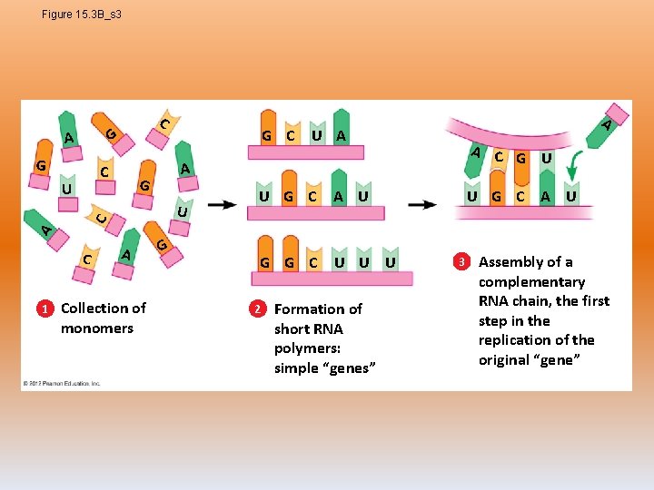Figure 15. 3 B_s 3 C G A G C G U A C