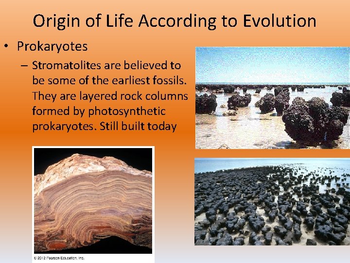 Origin of Life According to Evolution • Prokaryotes – Stromatolites are believed to be