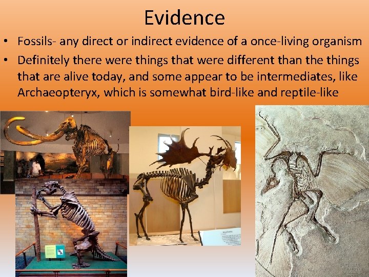 Evidence • Fossils- any direct or indirect evidence of a once-living organism • Definitely