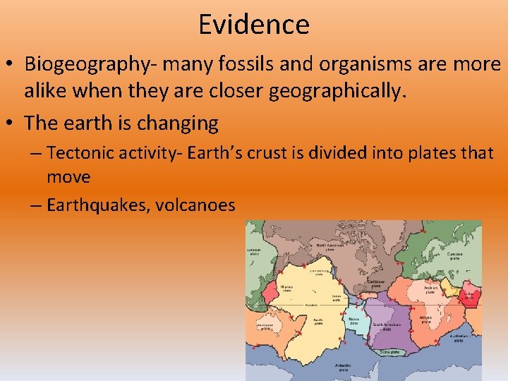 Evidence • Biogeography- many fossils and organisms are more alike when they are closer