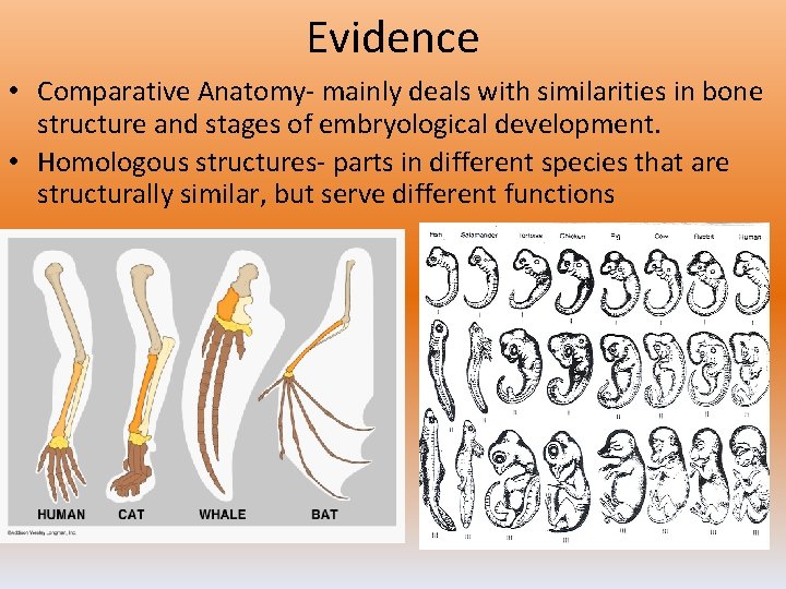 Evidence • Comparative Anatomy- mainly deals with similarities in bone structure and stages of