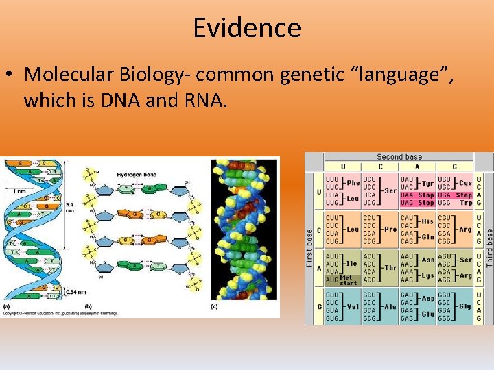 Evidence • Molecular Biology- common genetic “language”, which is DNA and RNA. 