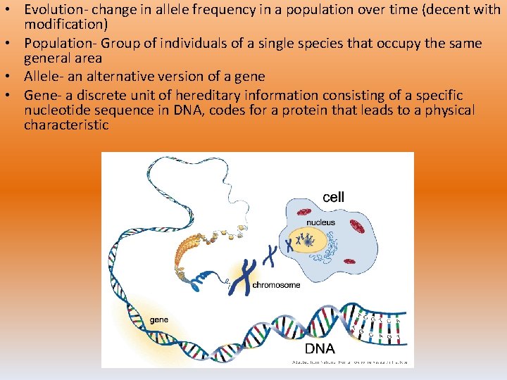  • Evolution- change in allele frequency in a population over time (decent with