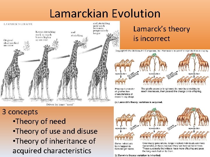 Lamarckian Evolution Lamarck’s theory is incorrect 3 concepts • Theory of need • Theory