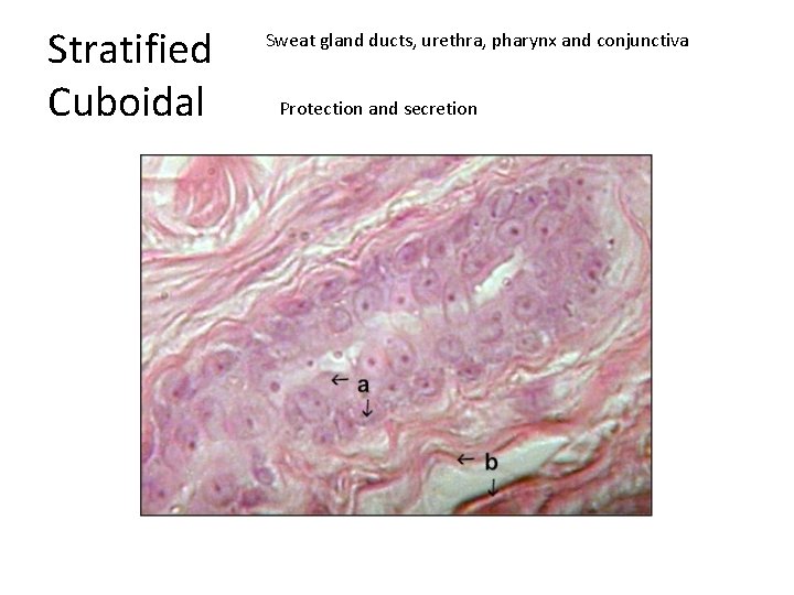 Stratified Cuboidal Sweat gland ducts, urethra, pharynx and conjunctiva Protection and secretion 