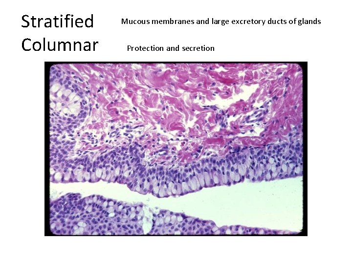Stratified Columnar Mucous membranes and large excretory ducts of glands Protection and secretion 