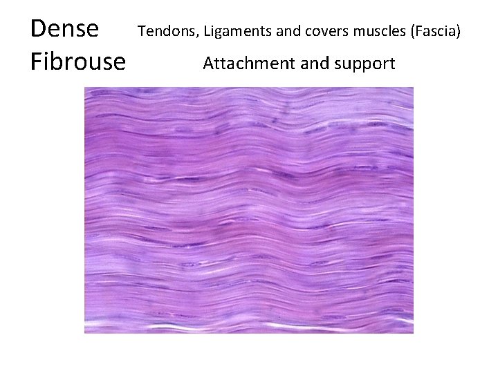 Dense Fibrouse Tendons, Ligaments and covers muscles (Fascia) Attachment and support 