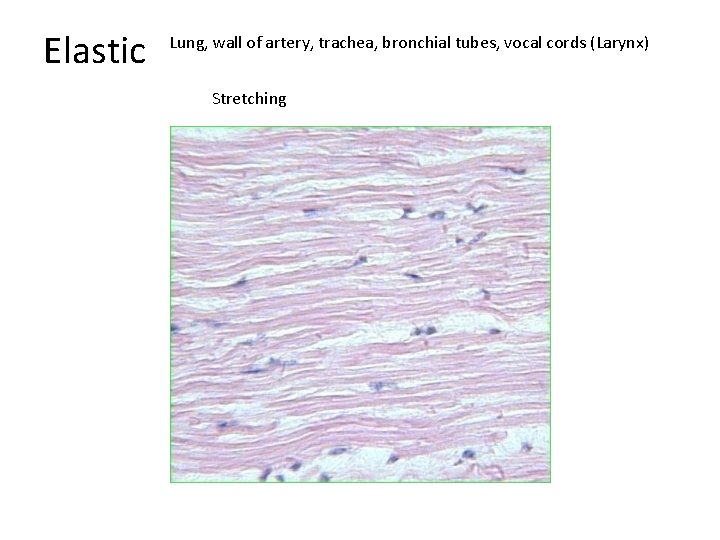 Elastic Lung, wall of artery, trachea, bronchial tubes, vocal cords (Larynx) Stretching 