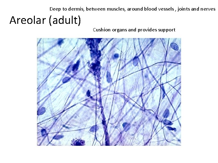 Deep to dermis, between muscles, around blood vessels , joints and nerves Areolar (adult)