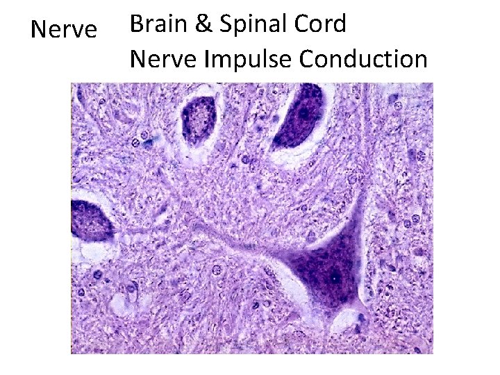 Nerve Brain & Spinal Cord Nerve Impulse Conduction 