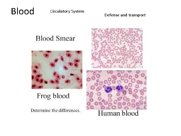 Blood Circulatory System Defense and transport 