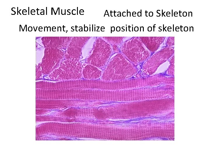 Skeletal Muscle Attached to Skeleton Movement, stabilize position of skeleton 