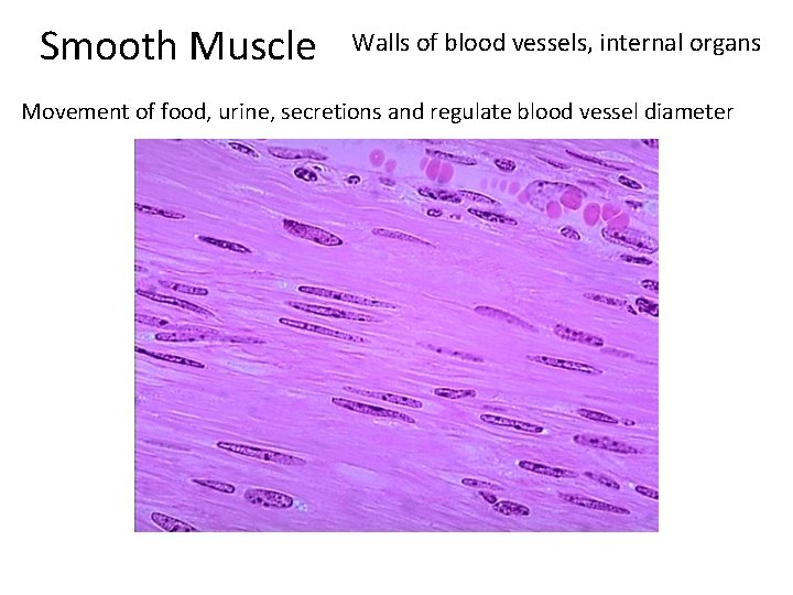 Smooth Muscle Walls of blood vessels, internal organs Movement of food, urine, secretions and