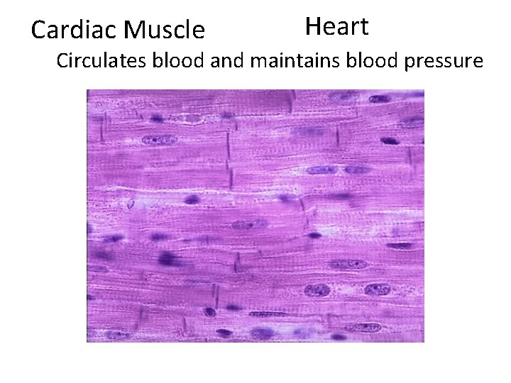 Cardiac Muscle Heart Circulates blood and maintains blood pressure 