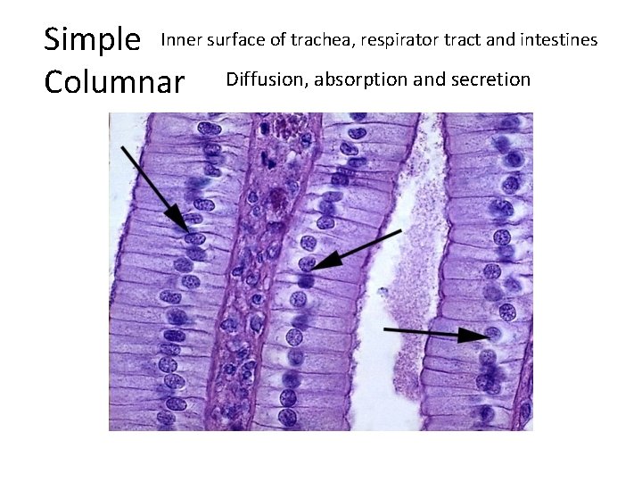 Simple Inner surface of trachea, respirator tract and intestines Columnar Diffusion, absorption and secretion