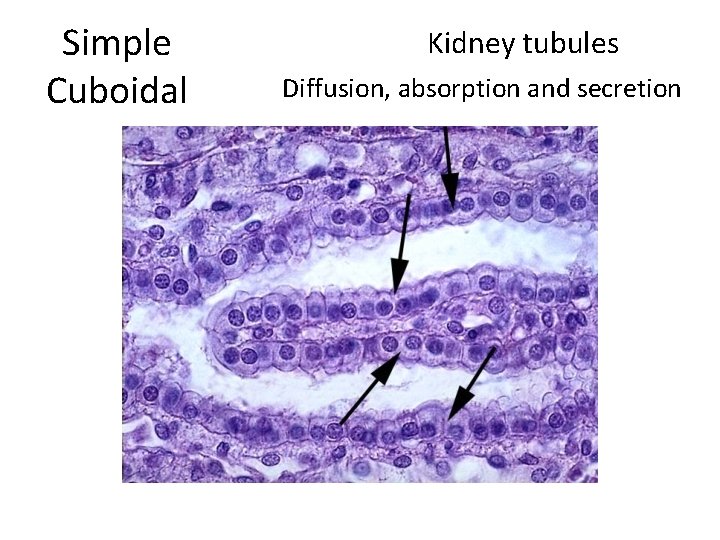 Simple Cuboidal Kidney tubules Diffusion, absorption and secretion 