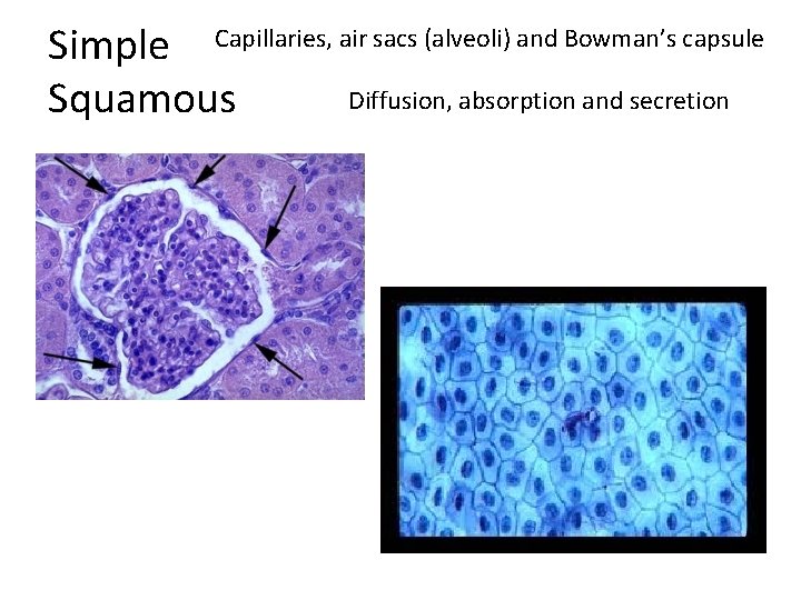 Simple Capillaries, air sacs (alveoli) and Bowman’s capsule Diffusion, absorption and secretion Squamous 
