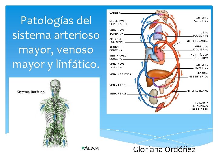 Patologías del sistema arterioso mayor, venoso mayor y linfático. Gloriana Ordóñez 