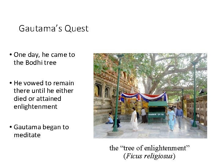 Gautama’s Quest • One day, he came to the Bodhi tree • He vowed
