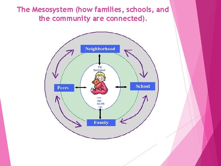 The Mesosystem (how families, schools, and the community are connected). 