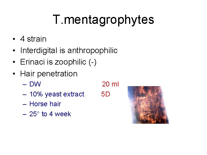 T. mentagrophytes • • 4 strain Interdigital is anthropophilic Erinaci is zoophilic (-) Hair