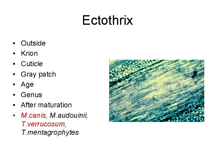 Ectothrix • • Outside Krion Cuticle Gray patch Age Genus After maturation M. canis,