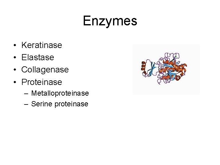 Enzymes • • Keratinase Elastase Collagenase Proteinase – Metalloproteinase – Serine proteinase 