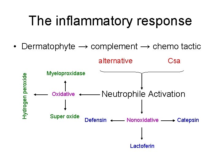The inflammatory response • Dermatophyte → complement → chemo tactic Hydrogen peroxide alternative C