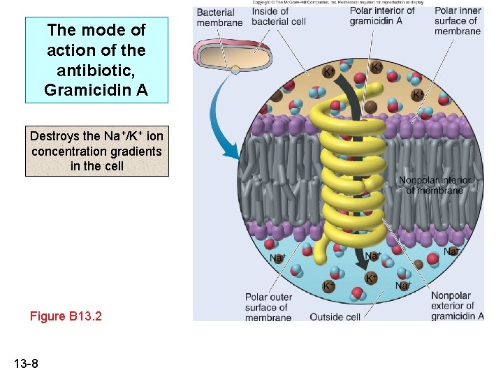 The mode of action of the antibiotic, Gramicidin A Destroys the Na+/K+ ion concentration