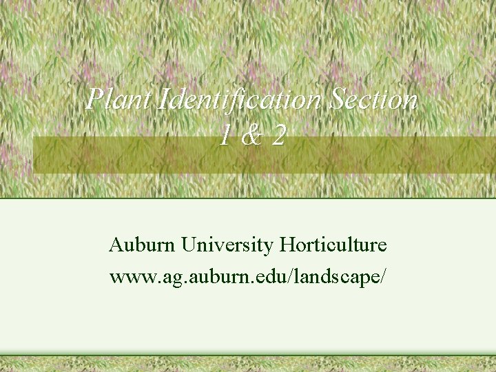 Plant Identification Section 1&2 Auburn University Horticulture www. ag. auburn. edu/landscape/ 