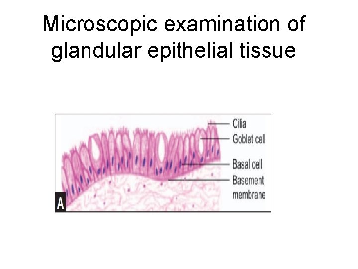 Microscopic examination of glandular epithelial tissue 