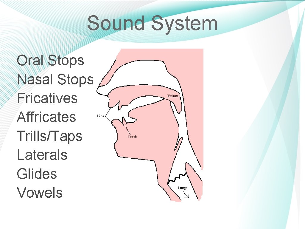 Sound System Oral Stops Nasal Stops Fricatives Affricates Trills/Taps Laterals Glides Vowels 12 