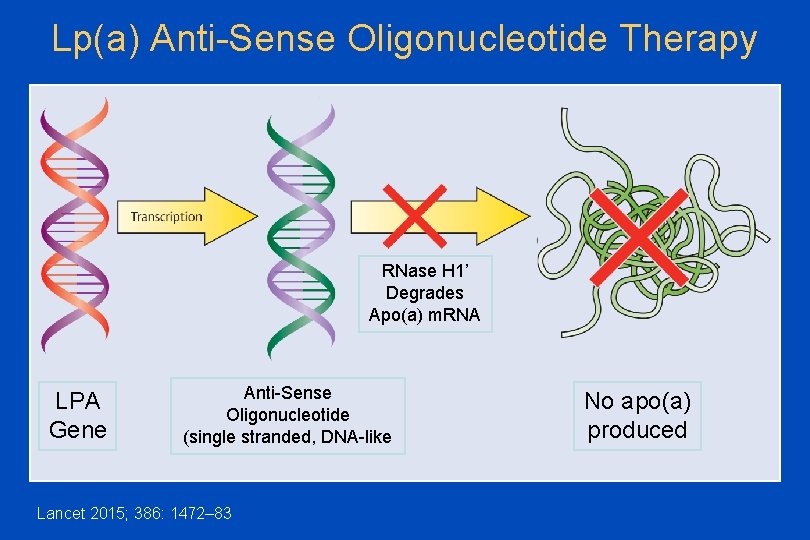 Lp(a) Anti-Sense Oligonucleotide Therapy RNase H 1’ Degrades Apo(a) m. RNA LPA Gene Anti-Sense