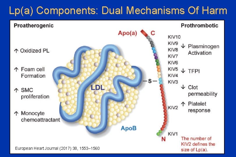 Lp(a) Components: Dual Mechanisms Of Harm European Heart Journal (2017) 38, 1553– 1560 