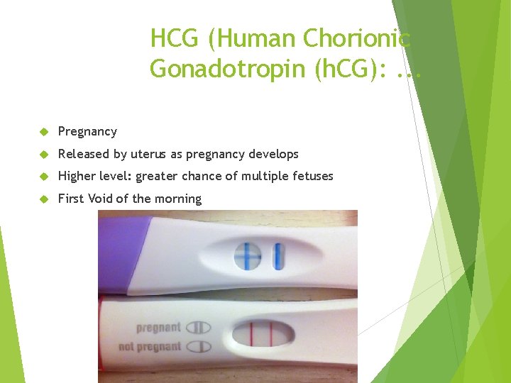 HCG (Human Chorionic Gonadotropin (h. CG): . . . Pregnancy Released by uterus as