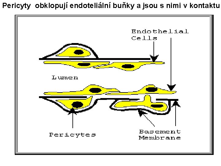 Pericyty obklopují endoteliální buňky a jsou s nimi v kontaktu 