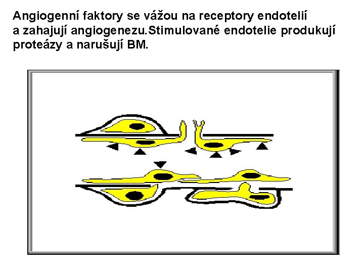 Angiogenní faktory se vážou na receptory endotelií a zahajují angiogenezu. Stimulované endotelie produkují proteázy