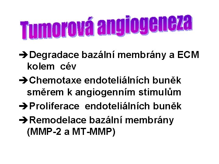 èDegradace bazální membrány a ECM kolem cév èChemotaxe endoteliálních buněk směrem k angiogenním stimulům
